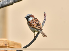 House Sparrow (Passer domesticus) by Birds of Gilgit-Baltistan on flickr