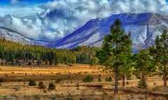 Grazing Elk, Nutrioso, White Mountains, Arizona, Usa (explore 4Apr24)