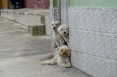Street Dogs images