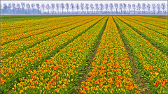 Tulips in lines