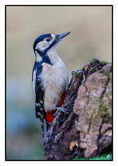Great Spotted Woodpecker (F) - (Dendrocopos major) 2 clicks for zoom