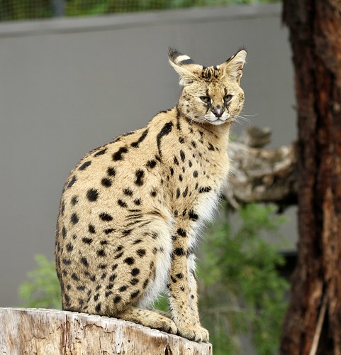 Serval Cat