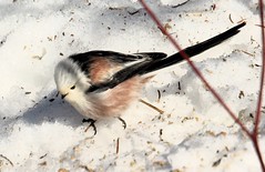 A  long-tailed tit
