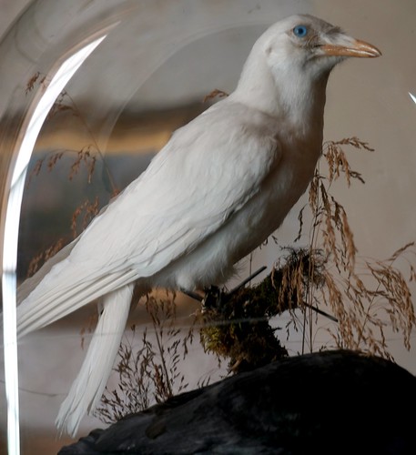 Albino Crow in the Calke Abbey collection NT