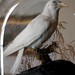 Albino Crow in the Calke Abbey collection NT