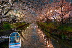 7133・砂子の桜-Sunago Waterway