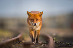Red Fox on Train Tracks (Vulpes Vulpes)