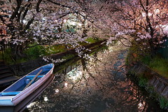 7127・砂子の桜-Sunago Waterway