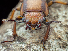 Stag beetle (Cyclommatus lunifer) - P3125847