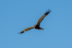 Rohrweihe im Flug / Marsh Harrier in flight
