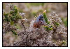 I'm not coming out - Dartford Warbler in his shy pose.- (Sylvia undata) Double click for large