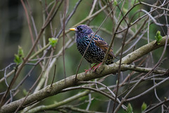 Common starling on a branch by Nicolas Hoizey on flickr