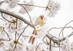 Female northern cardinal and cherry blossoms - Green-Wood Cemetery, Brooklyn, New York