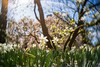 [explore] daffodils and magnolia tree