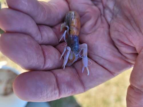 Australian ghost shrimp, marine yabby, or ghost nipper (Trypaea australiensis