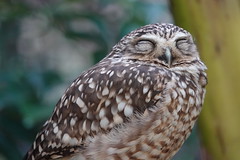 Sleepy Owl!