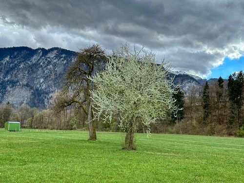 Trees in a field near Kiefersfelden in Bavaria, Germany