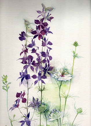Larkspur and love-in-a-mist