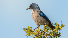 On a Juniper Lookout, Woodhouse’s Scrub Jay (Aphelocoma woodhouseii), Cottonwood Spring Trail, Elena Gallegos Open Space, Albuquerque, New Mexico USA