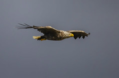 White-tailed eagle / Haförn (Haliaeetus albicilla)