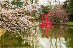 Cherry Blossom Festival (explored)