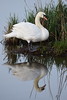 Hckerschwan / White swan