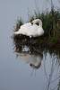 Hckerschwan / White swan