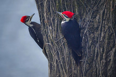 Male & Female Pileated Woodpeckers