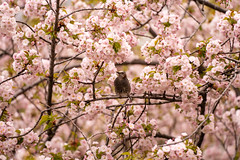 Hiyodori bird and sakura