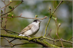Blackcap (Sylvia atricapilla) M by Smudge 9000 on flickr