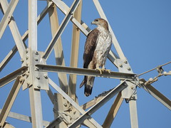 Bonelli's Eagle in Tharparkar, Sindh, Pakistan