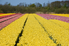 Colorful tulips at Noordwijkerhout, April 7, 2024