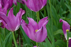 Purple Tulips, Los Angeles, California