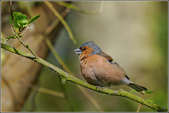 Chaffinch (Fringilla coelebs) M by Smudge 9000 on flickr
