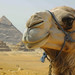 Kamel vor Pyramiden