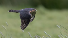 Sparrowhawk (m) on the Prowl