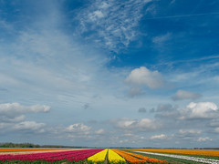 Tulip field Flevoland