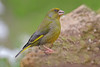 Verdilho -  Chloris chloris - European greenfinch