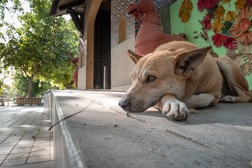 Dog - Cafe Lota // New Delhi India