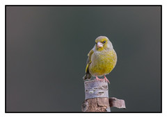 Greenfinch (Juv) - (Carduelis chloris) Double click for detail