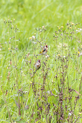 Jilguero europeo (Carduelis carduelis). European Goldfinch. by David Álvarez López on flickr