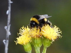 8600einP  Patagonian pollinator