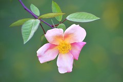 _DSC2739 - Rose from my garden