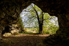 cave tree