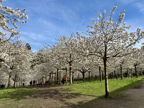 Taihaku cherry blossom, Alnwick Garden