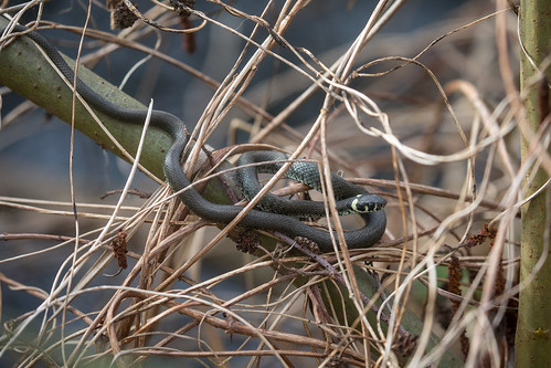 Grass snake @ Rostock 2024