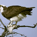 Osprey with fish -  Hampton -  Virginia