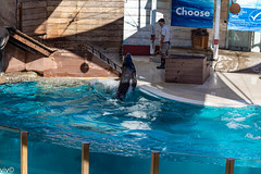 On a hot autumn afternoon, large Australian Sea Lion exits the pool at aquatic show. A male sea lion weighs on average about 300 kg (660 lb) and is about 2.4 m (8 ft) long