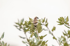 Gorrión común (Passer domesticus). House sparrow. by David Álvarez López on flickr