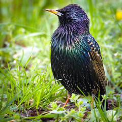Starling by hedera.baltica on flickr